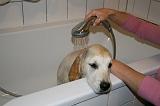 BAIN - GOLDEN RETRIEVER 057